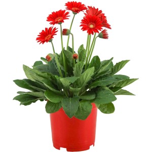 Gerbera da giardino mix di colori in vaso rosso, ca. 19 cm di diametro. Pianta decorativa da balcone con fiori rossi.