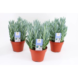 Tre cactus t.b.t. in vasi marroni.