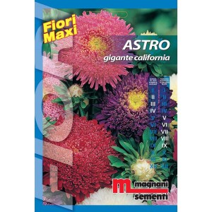 Confezione di semi per fiori Astro Gigante California con astri colorati.