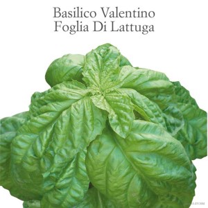 Basilico fresco 'Valentino Foglia Di Lattuga', erba aromatica da cucina.
