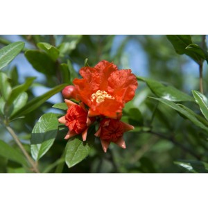 Albero di melograno in fiore: Fiori rosso vivo e foglie verdi.