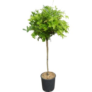 Glicine Issai Rosea e Shirokapitan Fuji in vaso, altezza circa 120 cm, foglie verdi.