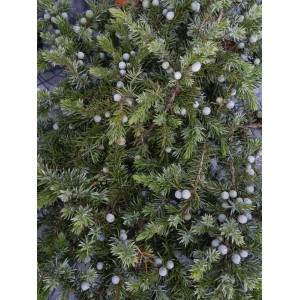 Juniperus conferta `Schlager`