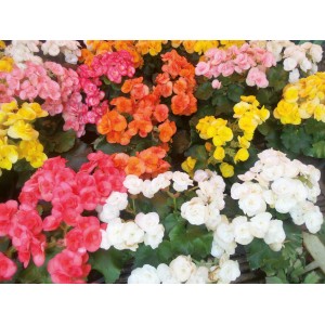 Piante primaverili fiorite in vari colori.