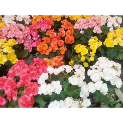 Fiore Begonia vaso 10 cm