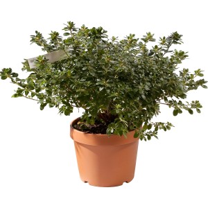 Azalea verde in vaso, pianta da interno.