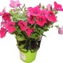 t.b.t. pianta da balcone con fiori rosa brillante in vaso.
