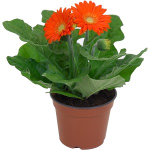 Gerbera arancione in vaso (Ø 10cm) con foglie verdi. Pianta da interno fiorita.