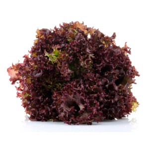 Lattuga fresca rossa da taglio della categoria Ortaggi da frutto.