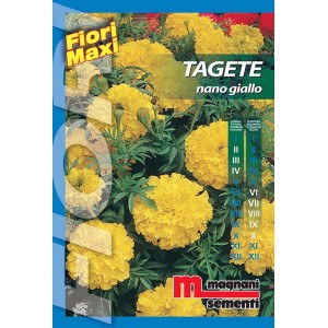 Confezione di semi Tagete Nano Giallo: Fiori di calendula gialla per il giardino.