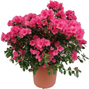 Azalea rosa in vaso, fioritura rigogliosa.