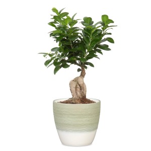 Vaso Scheurich 950 verde chiaro, Ø 11 cm, con pianta. Vaso in ceramica per interni.