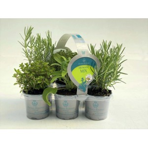 Mix di erbe aromatiche in confezione da 6, diverse varietà in vaso.