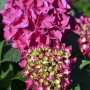 Ortensia rosa con foglie verdi. Fiore decorativo da giardino.