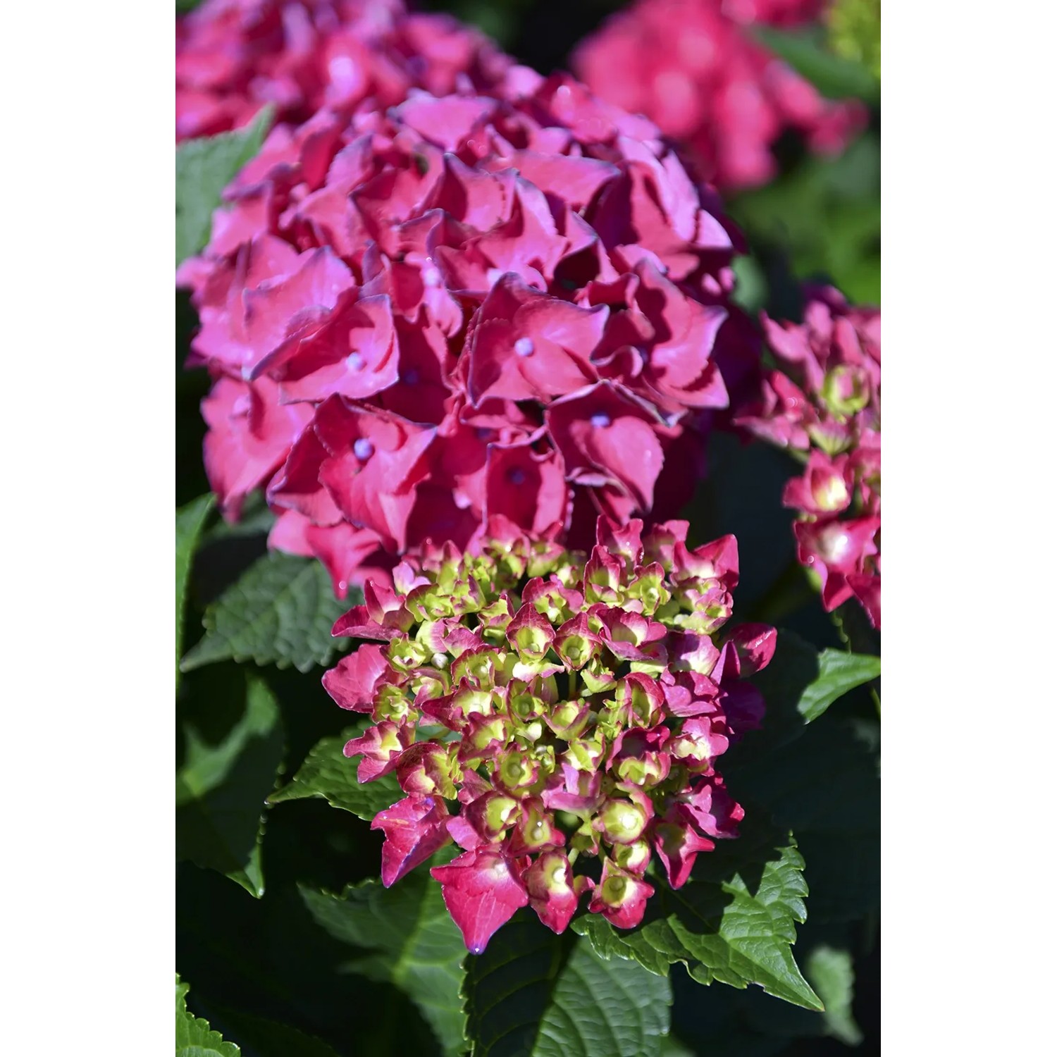Ortensia rosa con foglie verdi. Fiore decorativo da giardino.