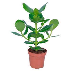 Balsamapfel Princess in vaso, Clusia Rosea, pianta d'appartamento verde di GROW by OBI.