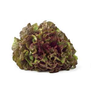 Lattuga cappuccio, rosso-verde, dalla categoria Ortaggi da frutto.