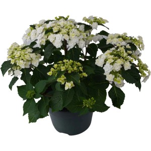 t.b.t. Pianta da interno con fiori bianchi e foglie verdi in vaso.