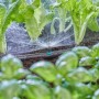 Gardena Sprühdüse 180° in azione: irrigazione di aiuole con sistema Micro-Drip.