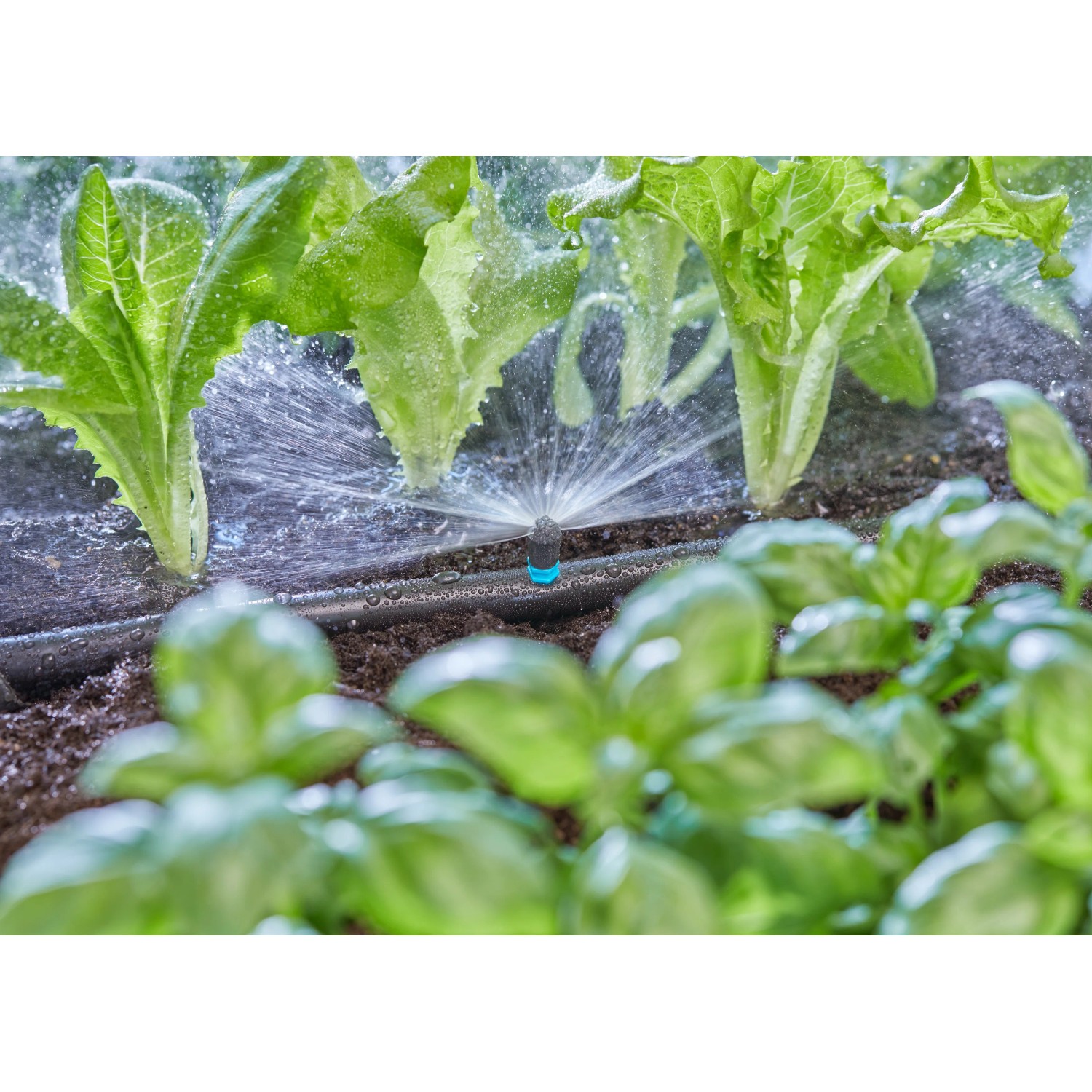 Gardena Sprühdüse 180° in azione: irrigazione di aiuole con sistema Micro-Drip.