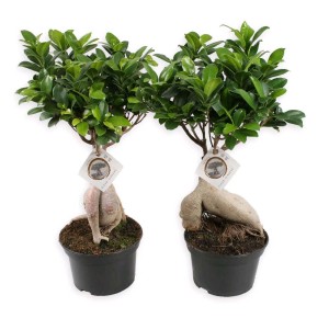 Due alberi Bonsai t.b.t. con foglie verdi in vasi neri.