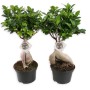 Due alberi Bonsai t.b.t. con foglie verdi in vasi neri.