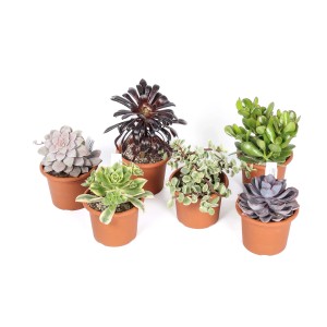 Diverse piante grasse in vaso. Varietà di colori e forme delle piante.