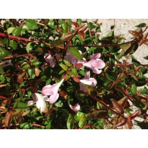 Arbusto t.b.t. con fiori rosa e foglie verdi.