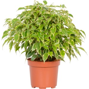 Ficus 't.b.t.' in vaso: Pianta da interno con foglie variegate verdi e bianche.