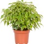 Ficus 't.b.t.' in vaso: Pianta da interno con foglie variegate verdi e bianche.