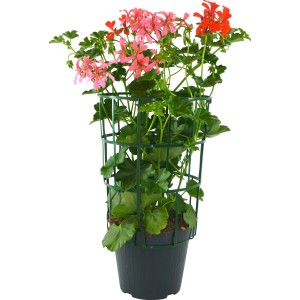 Gerani in vaso con supporto, fiori rosa e rossi, foglie verdi. Pianta da balcone.