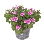 Geranio imperiale Bella Donna Angel in vaso, fiori rosa e bianchi, foglie verdi. Pianta da balcone.