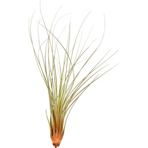 Mix di Tillandsia, una bromeliacea decorativa e di facile manutenzione per una casa moderna.