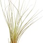 Mix di Tillandsia, una bromeliacea decorativa e di facile manutenzione per una casa moderna.