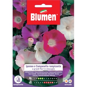 Semi per fiori: Campanella rampicante con grandi fiori colorati.