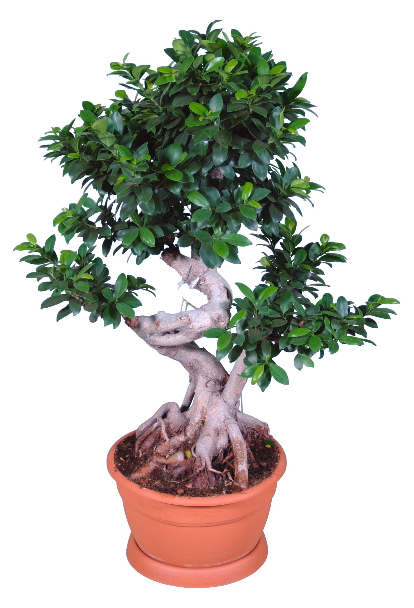 Bonsai Ficus Ginseng da interno con vaso Ø 35 cm OBI