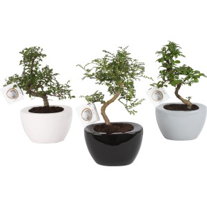 Disposizione bonsai in vaso di ceramica bianco, nero e grigio, vaso-Ø ca. 12 cm.