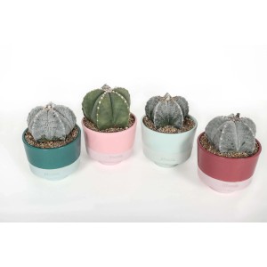 Cactus t.b.t. di vari colori in vaso.