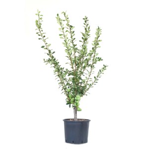 Albero da frutto t.b.t. in vaso con frutti verdi.