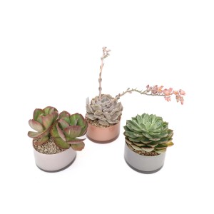 Tre diverse piante grasse in vaso, piante da interno, cactus facili da curare.