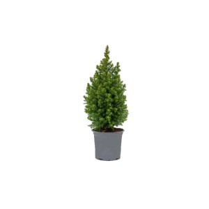 Conifera verde t.b.t. in vaso. Ideale come pianta sempreverde per giardino e terrazza.