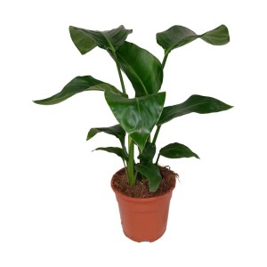 Pianta d'appartamento t.b.t. in vaso con foglie verdi. Perenne decorativa sempreverde.