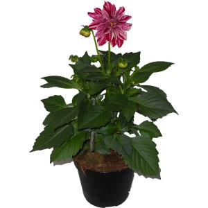 t.b.t. in vaso, fiore a macchie rosse e bianche, foglie verdi. Pianta da balcone e terrazza.