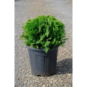 Thuja occidentalis `Danicà