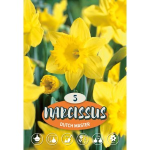 Narciso a corona grande giallo 'Dutch Master', fiore primaverile per aiuole e giardini.
