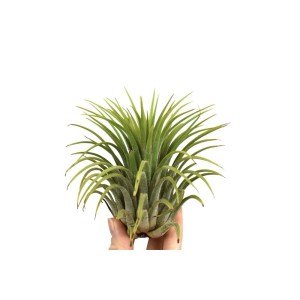 Tillandsia verde in mano, una bromeliacea decorativa per la tua casa.