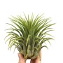 Tillandsia verde in mano, una bromeliacea decorativa per la tua casa.