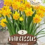 Narcisi Spring Lady con fiori doppi gialli in vaso, ideali per aiuole e giardini.