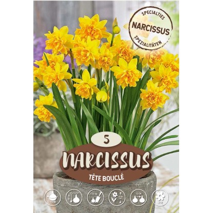 Narciso Tete Bouclé