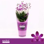 Plumbago Bianco con supporto Vaso Ø 15 cm_2
